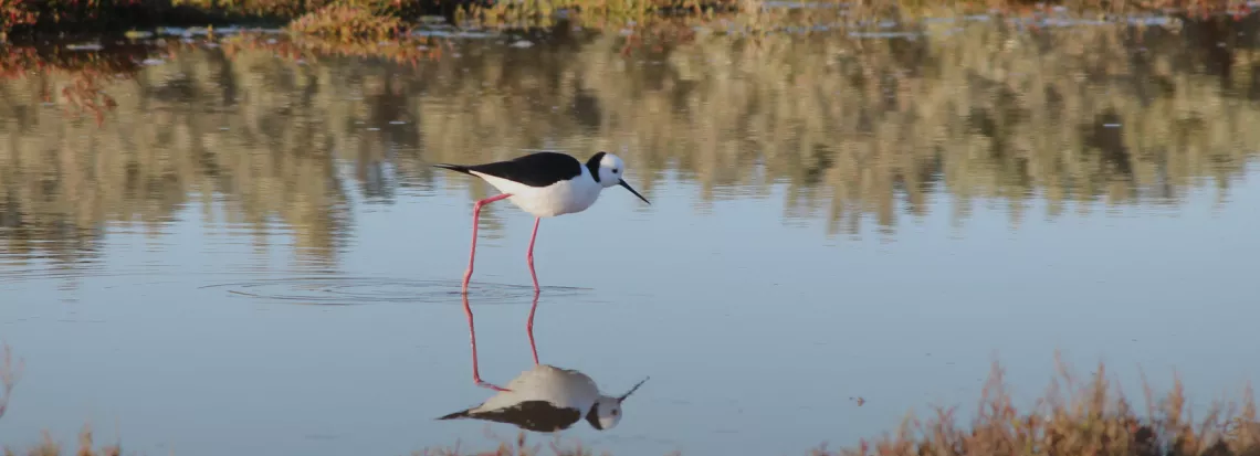 Image of a bird