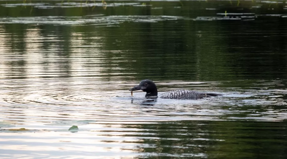 Loon swimming on a lake. Photo credit: Steve Ring