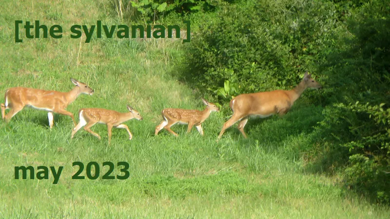 Four deer crossing a green field into the brush