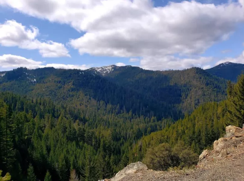 A landscape of vast untouched forests and a snowy peak in the background