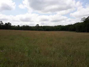 Prairie in SHNF