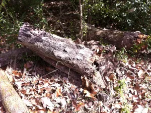 Downed tree