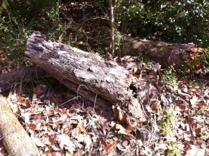 Downed tree