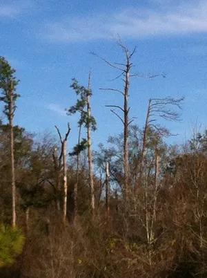 snag tree