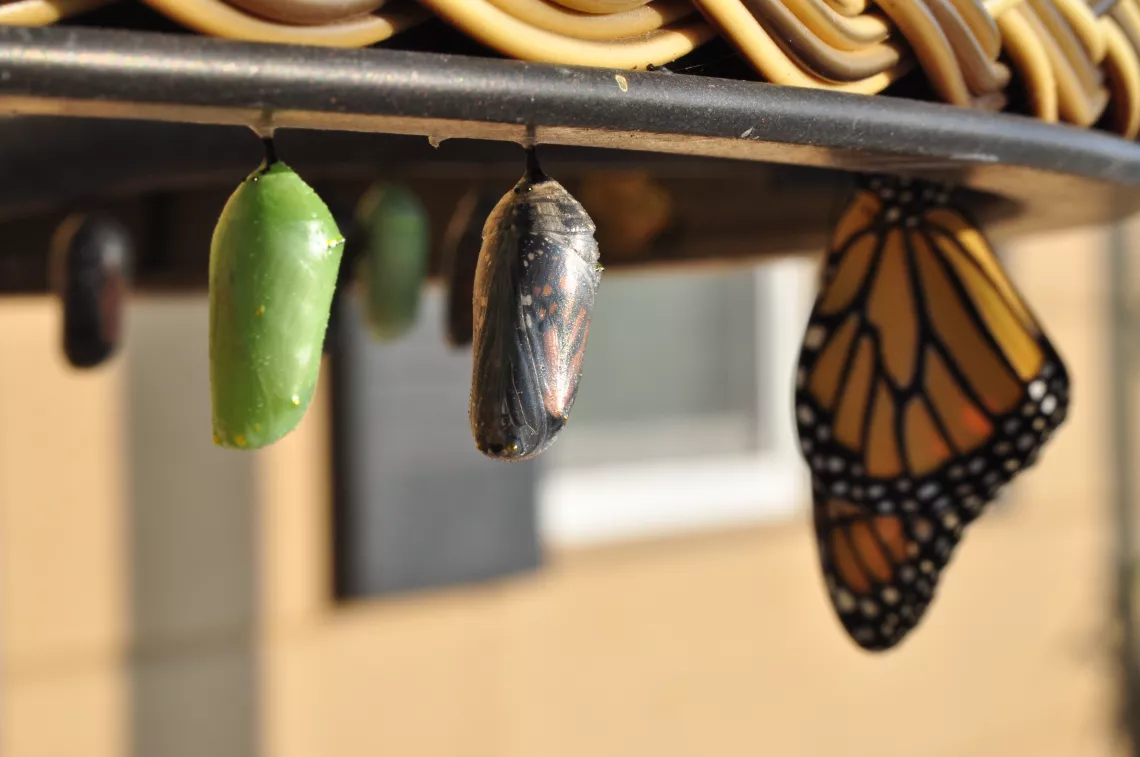 Butterfly and two cocoons going through metamorphosis.