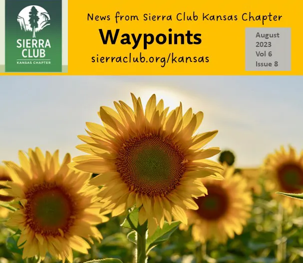newsletter header, sunflowers in field