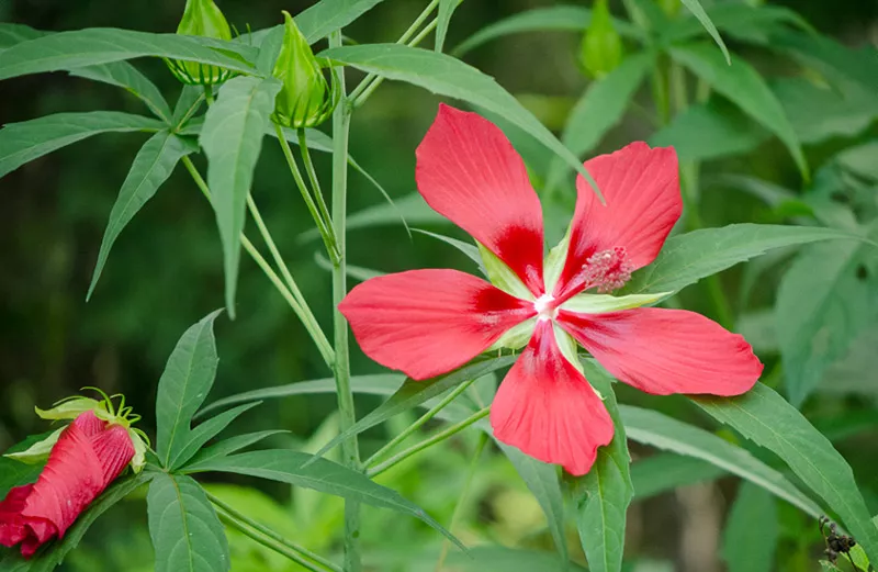 Bright red hibiscus in bloom