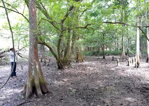 Upland Island Wilderness