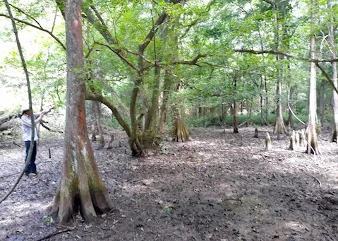 Upland Island Wilderness