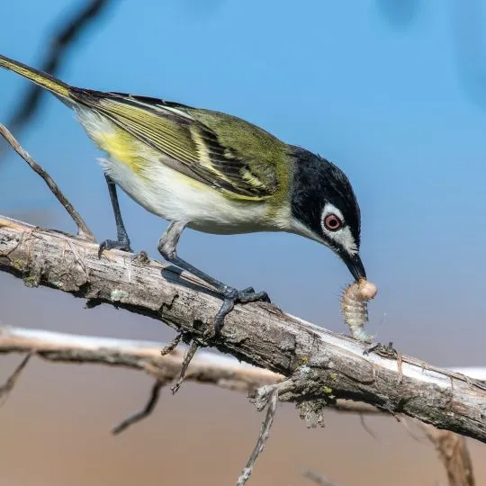 Black Capped Viro