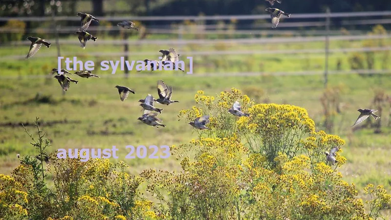 Goldfinch flock flying across a field with goldenrood