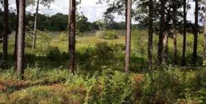 Big Thicket trees