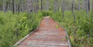 Boardwalk in Big Thicket