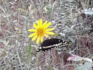 Flower and butterfly in Big Thicket