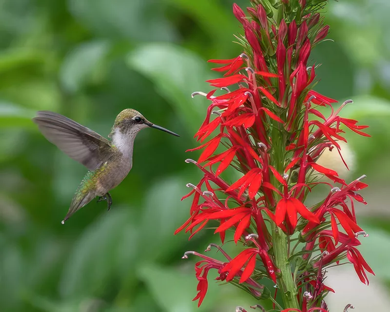 hummingbird in flight visiting a bright red cardinal flower