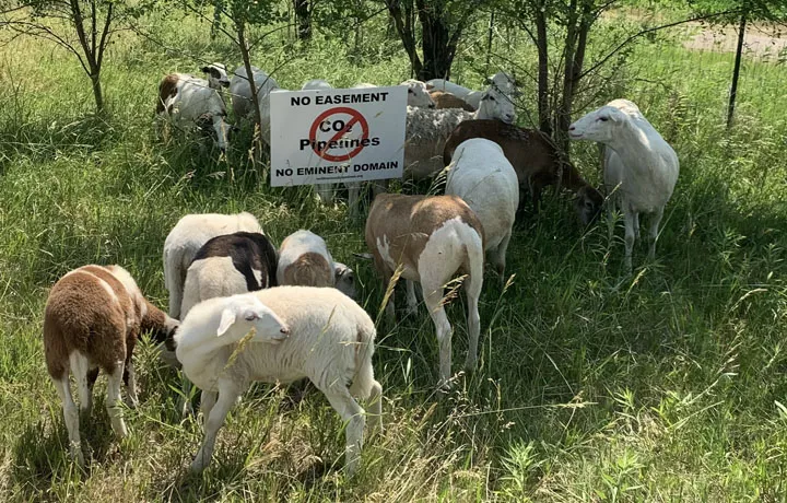 No CO2 sign and goats