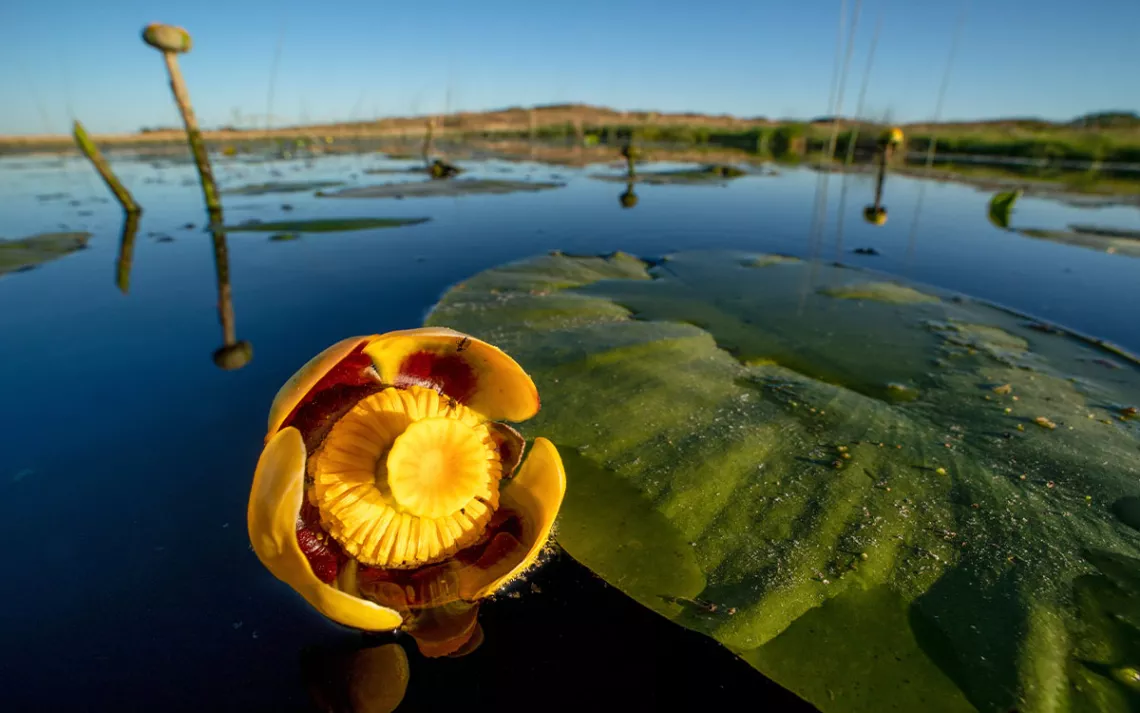 Close-up of a yellow water lily and leaf floating on a body of water with a blue sky in the background.