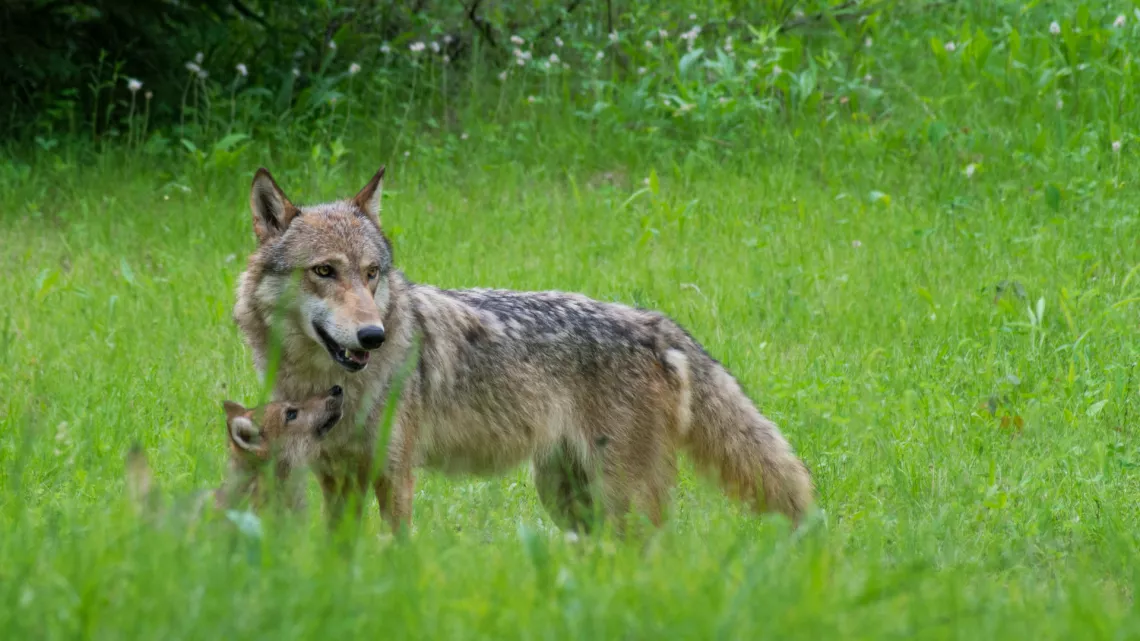 Wolf and Pup