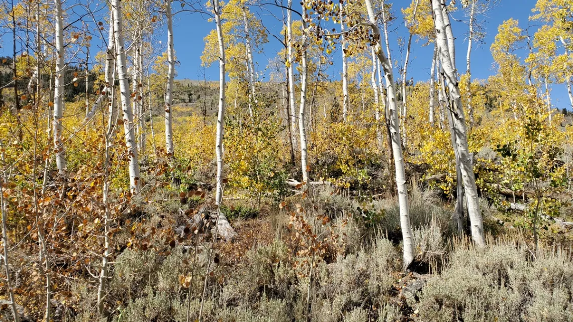 Pando section with high fence