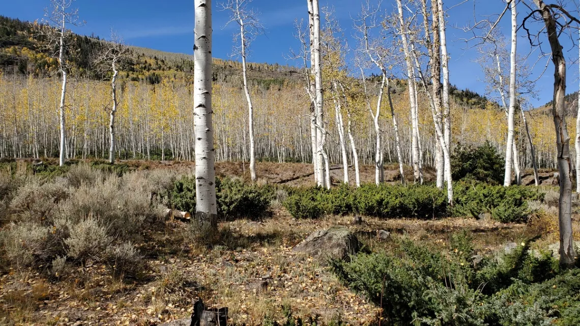 the lower section of Pando