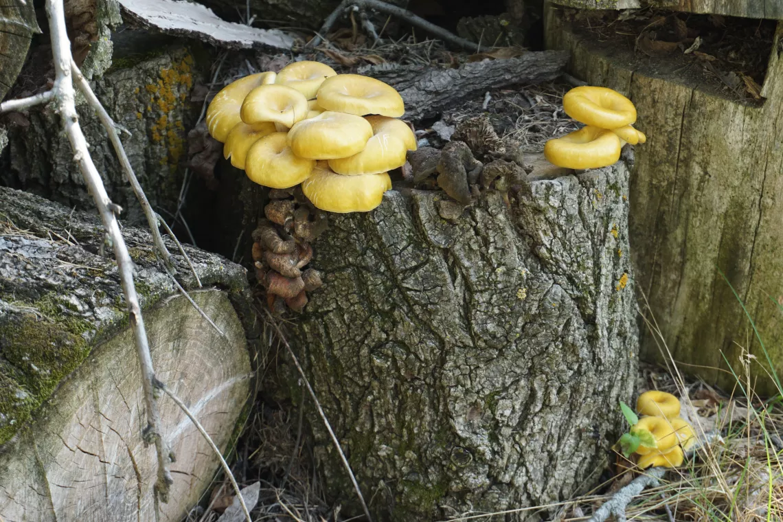 Fungi on a log