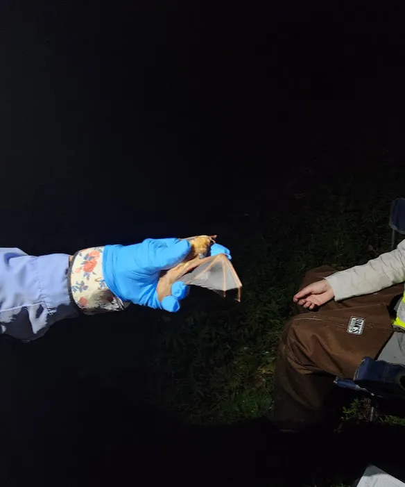 A blue-gloved hand holding a small red bat with gray and red wings. The background is dark and it is nighttime.