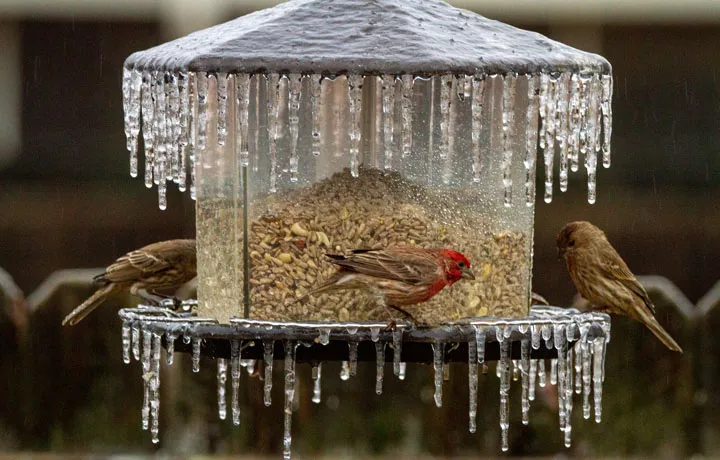 House finches on feeder