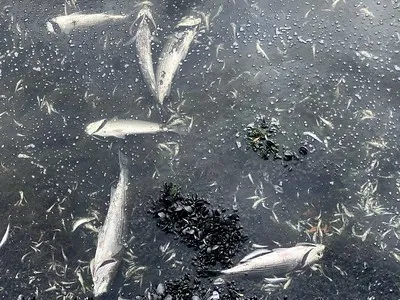 Dead fish
