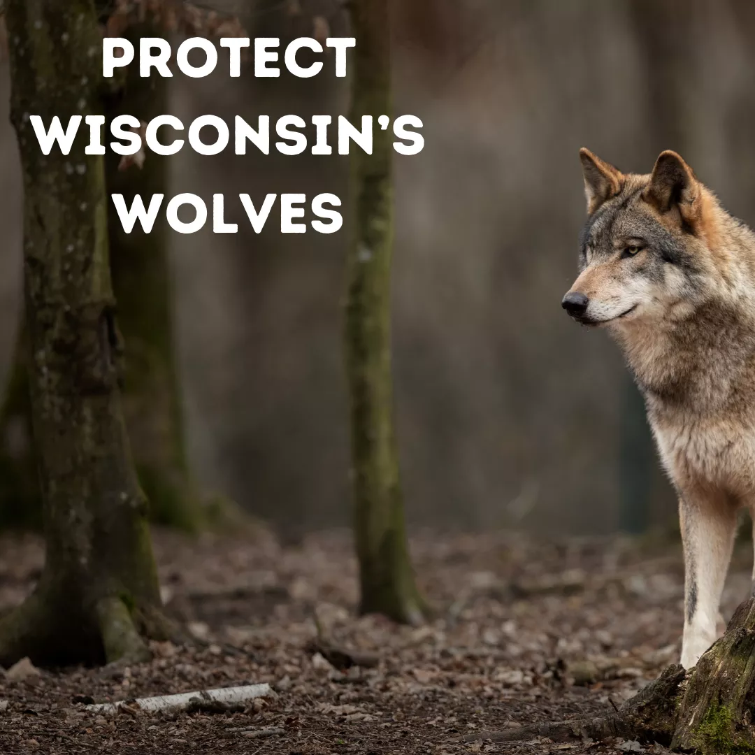 Protect Wisconsin Wolves