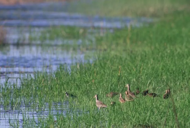 brown birds in wetlands