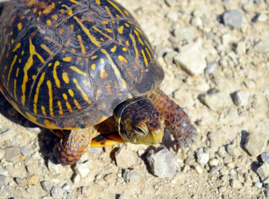 turtle with yellow stripes