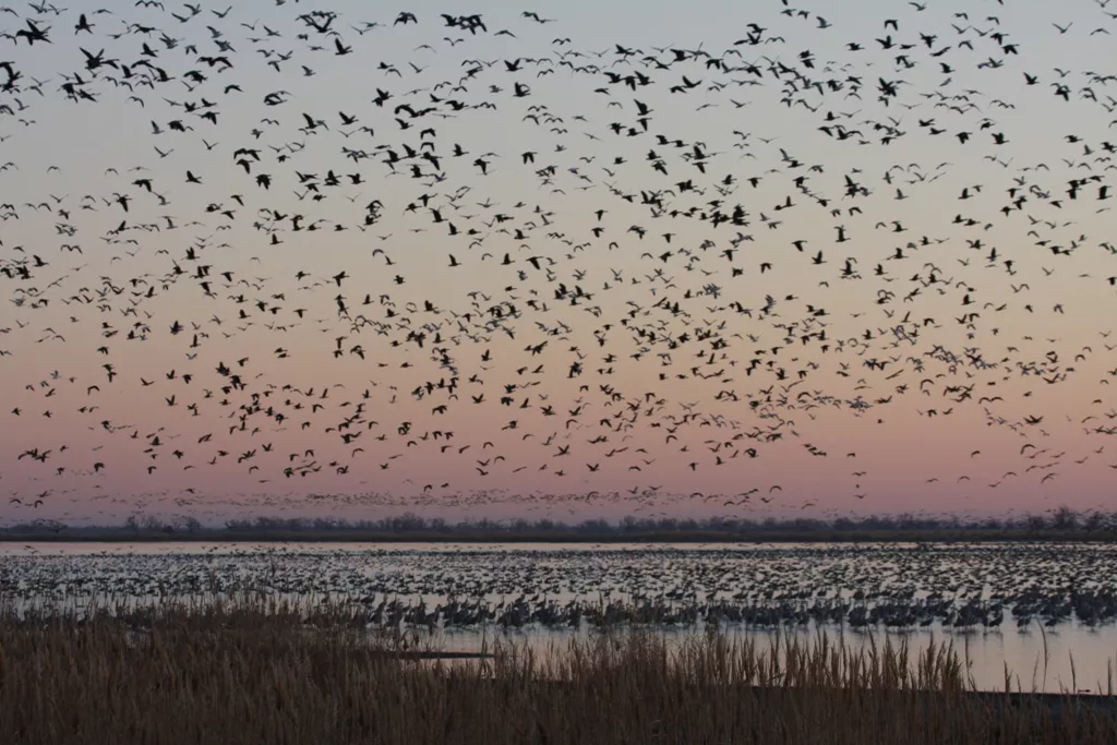 Bird-filled skies over wetlands