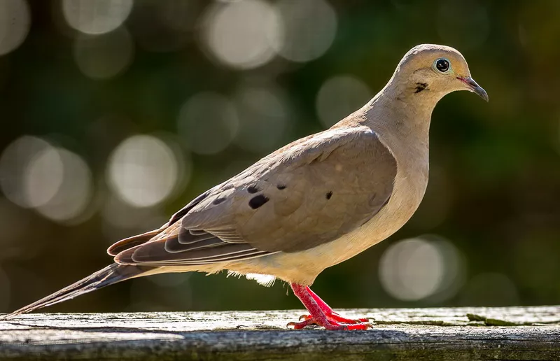 Mourning dove perched on a wooden plank