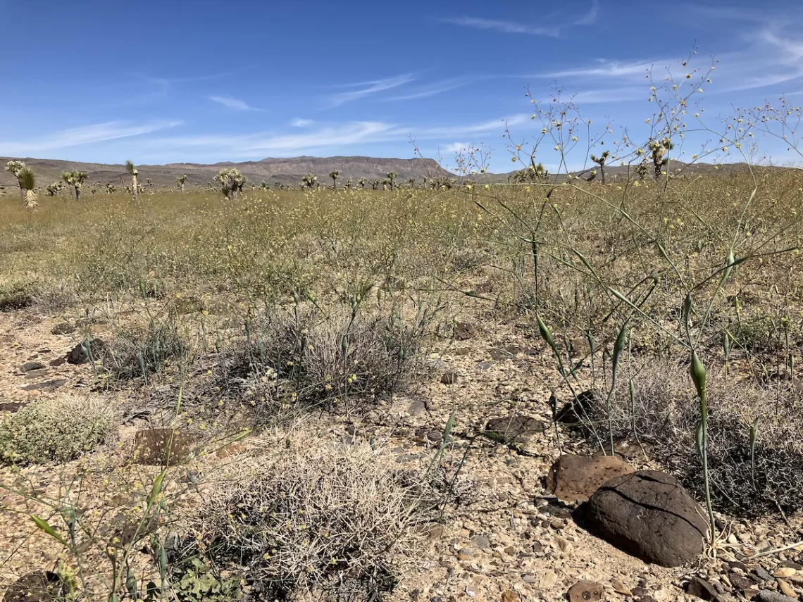 photo of Trumpet buckwheat with Conglomerate Mesa silhouette in the background