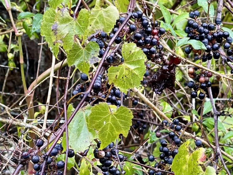 Grapes
