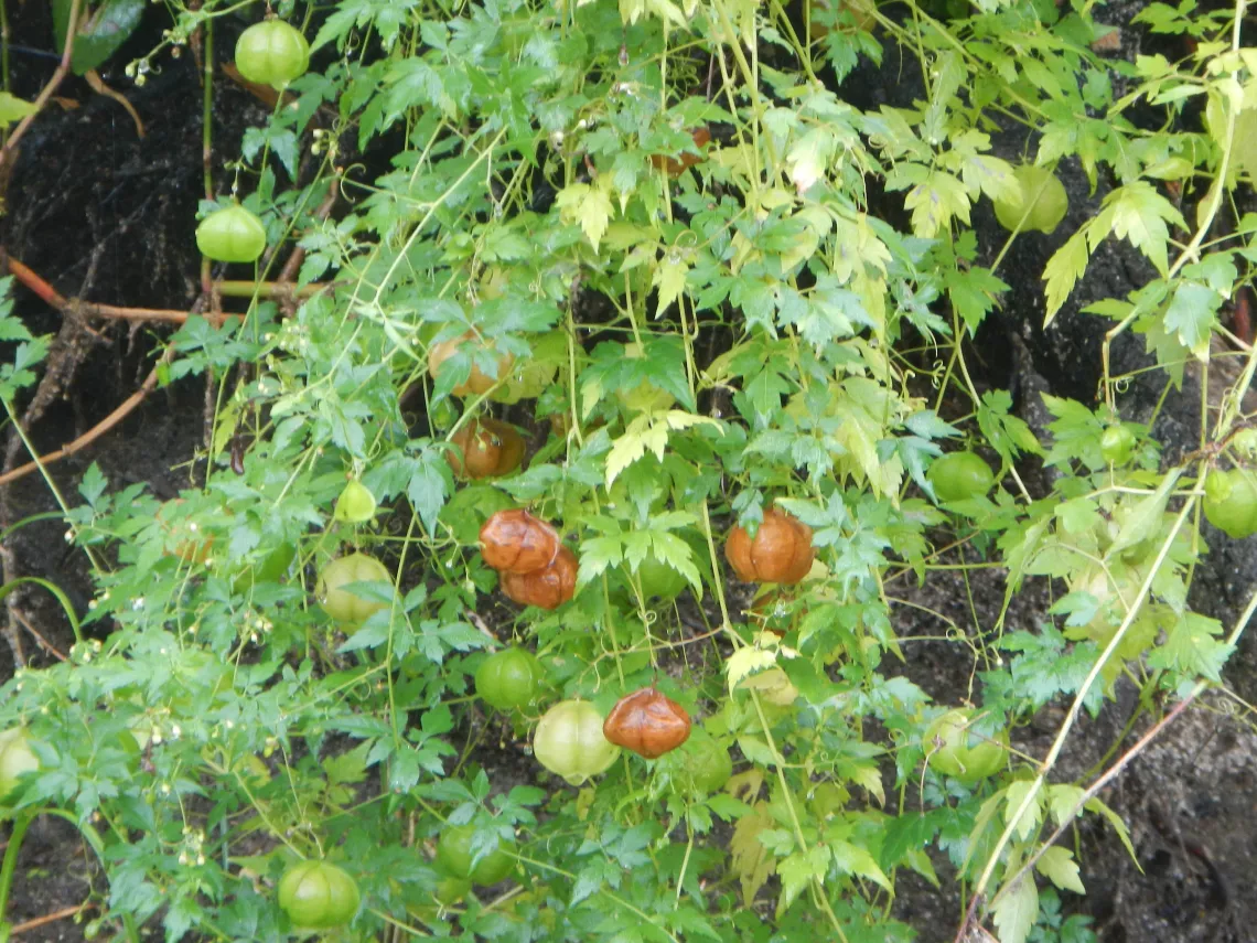 Chinese lantern plant