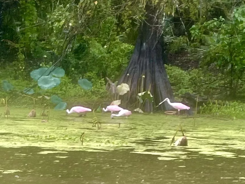 Roseate spoonbills