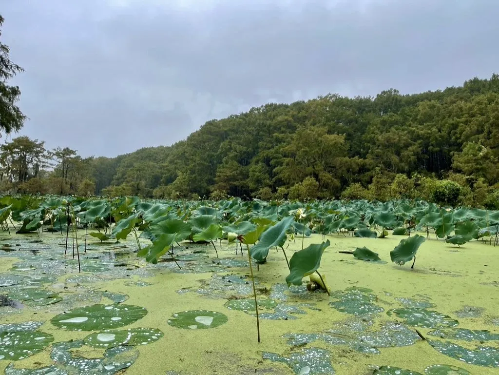 Lotuses