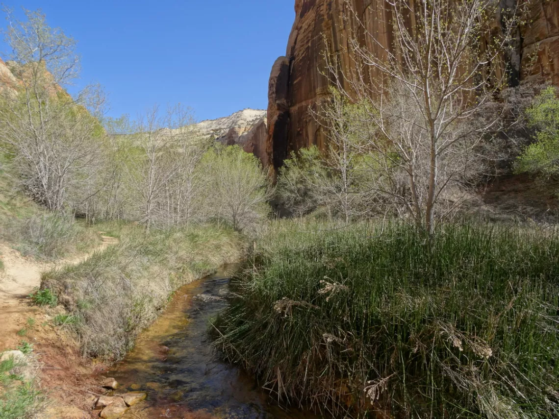 trail to Lower Calf Creek Falls