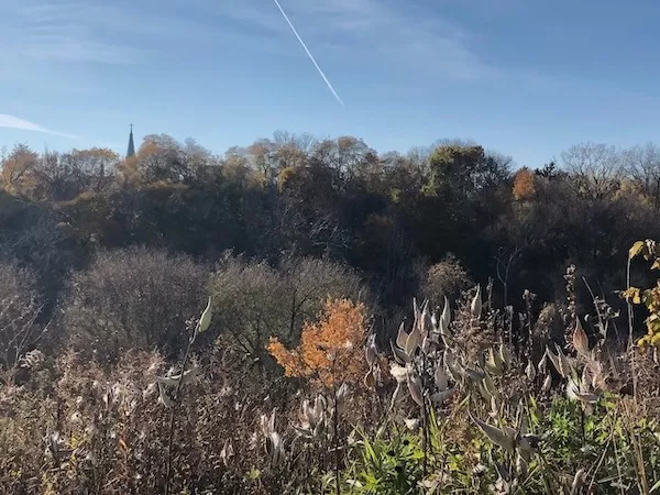 Fall trees above Milwaukee River 
