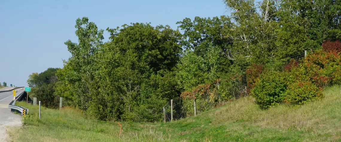 Fencing to keep wildlife off Highway 20 in Hardin County, near the Iowa River