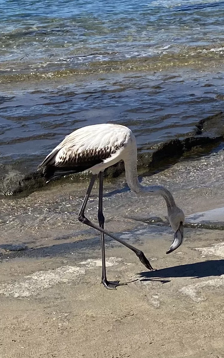 Flamingo in Southern Crete