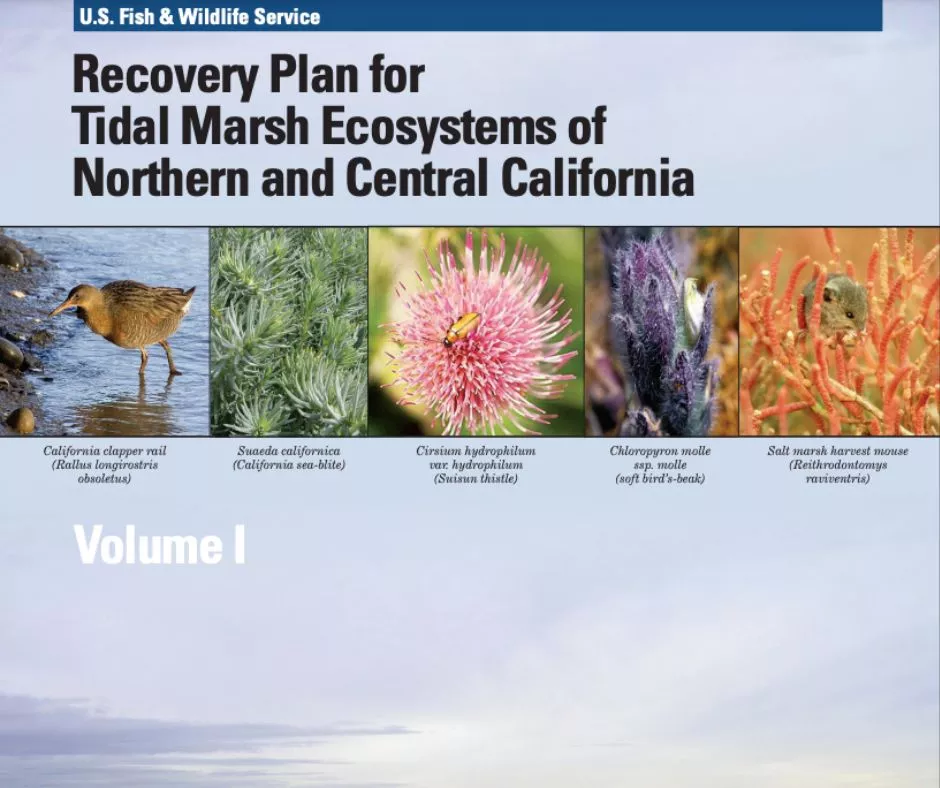 FWS Tidal Marsh Ecosystems Recovery Plan