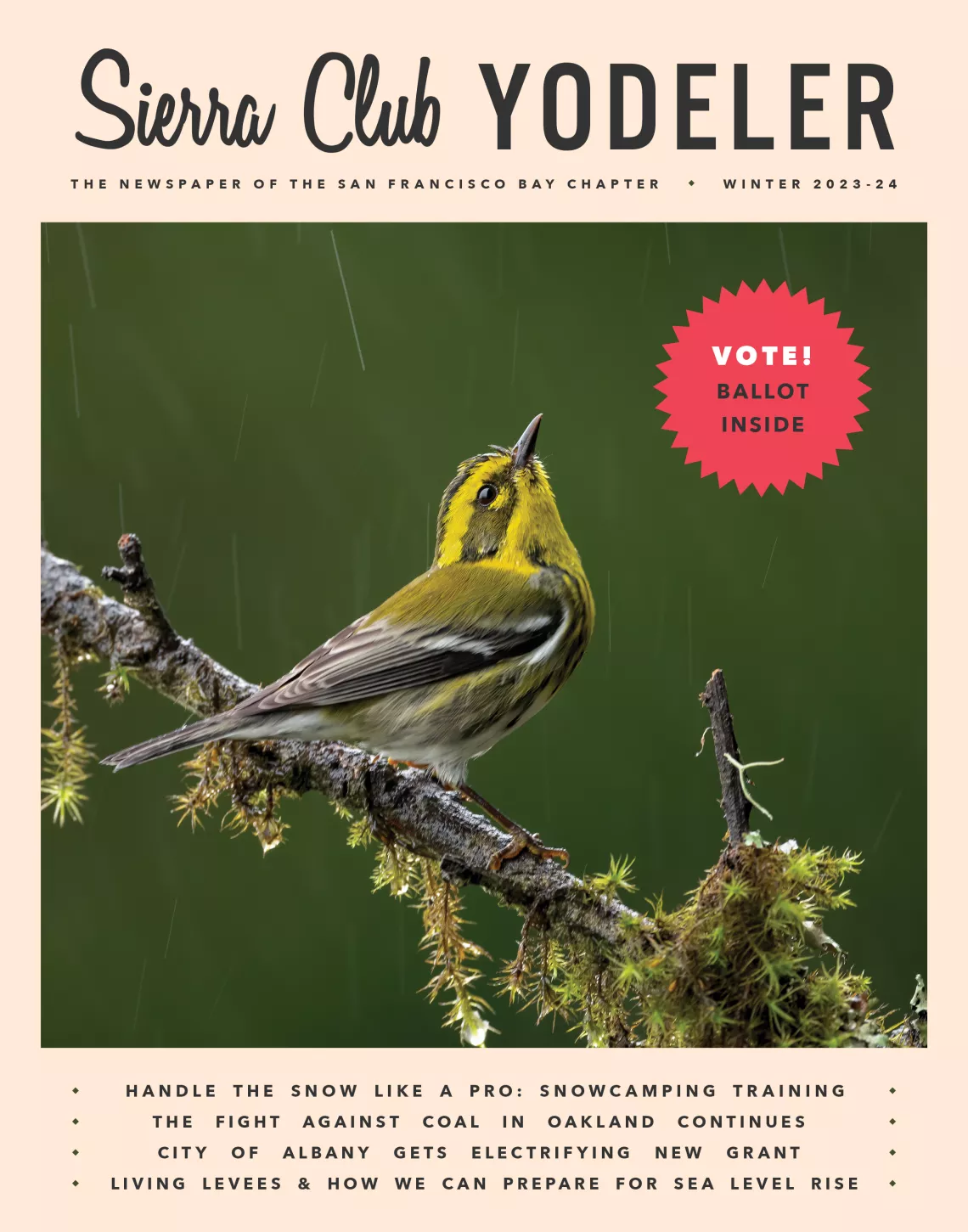 Winter 2023-24 Yodeler cover with a yellow songbird looking up into the rain while perched on a mossy branch