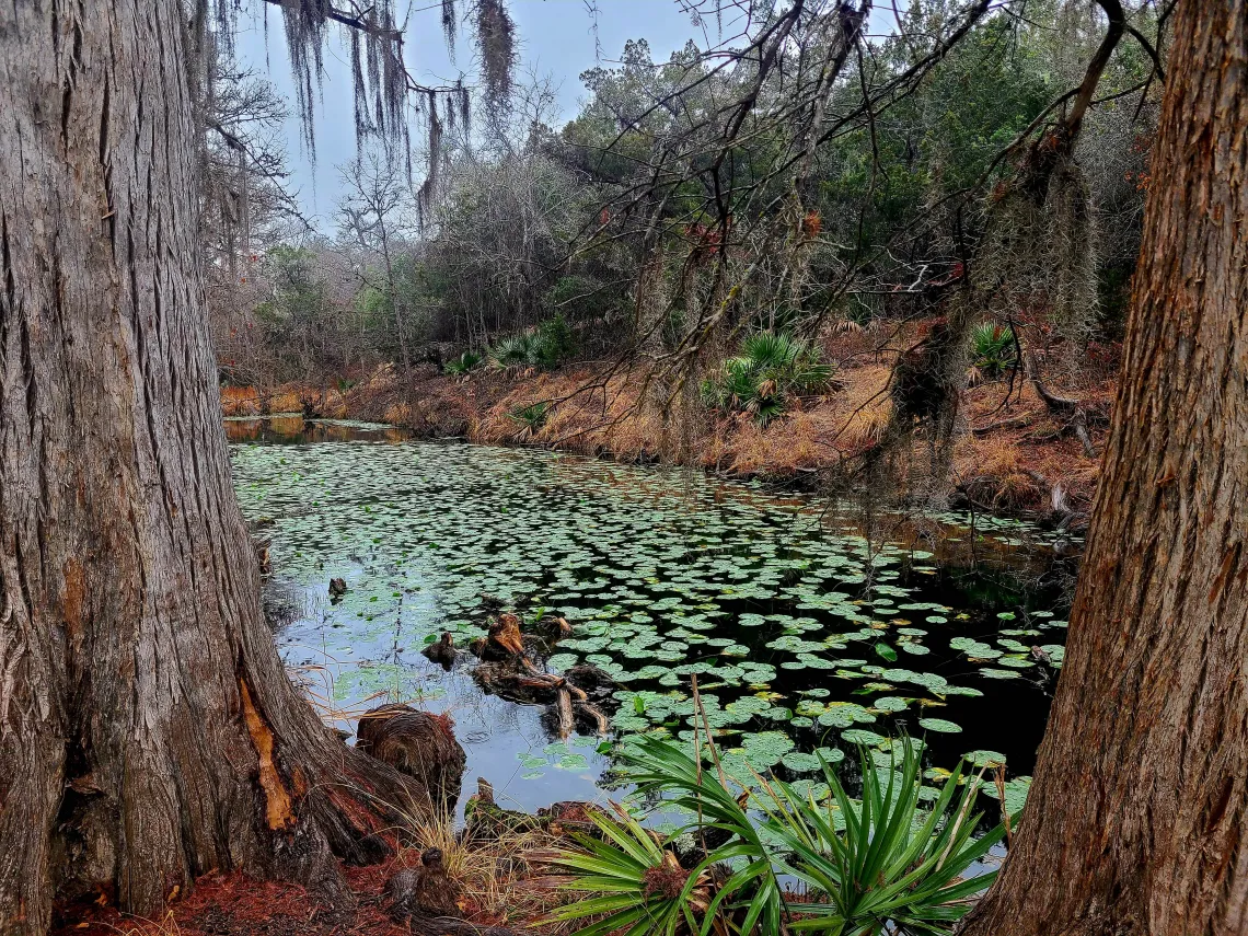 Honey Creek