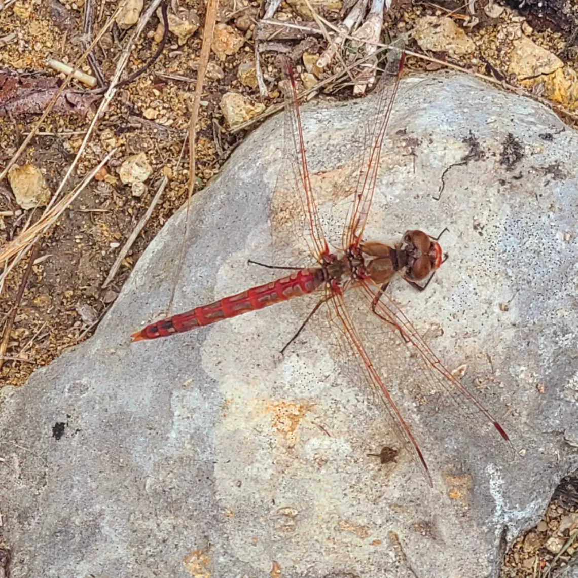 variegated meadowhawk