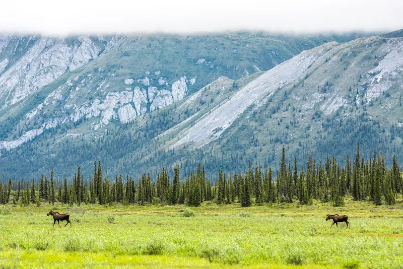 Arctic National Wildlife Refuge (ANWR), U.S. Fish and Wildlife Service