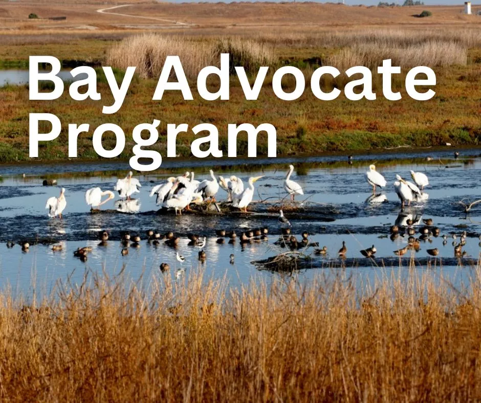 Bay Advocate Program