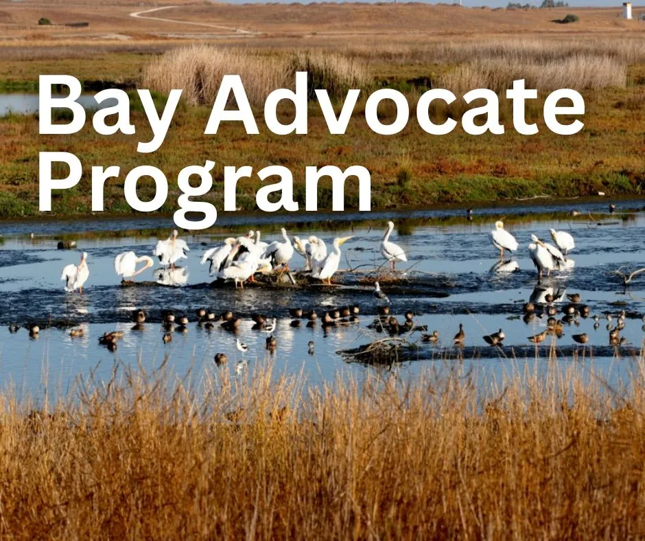 Bay Advocate Program