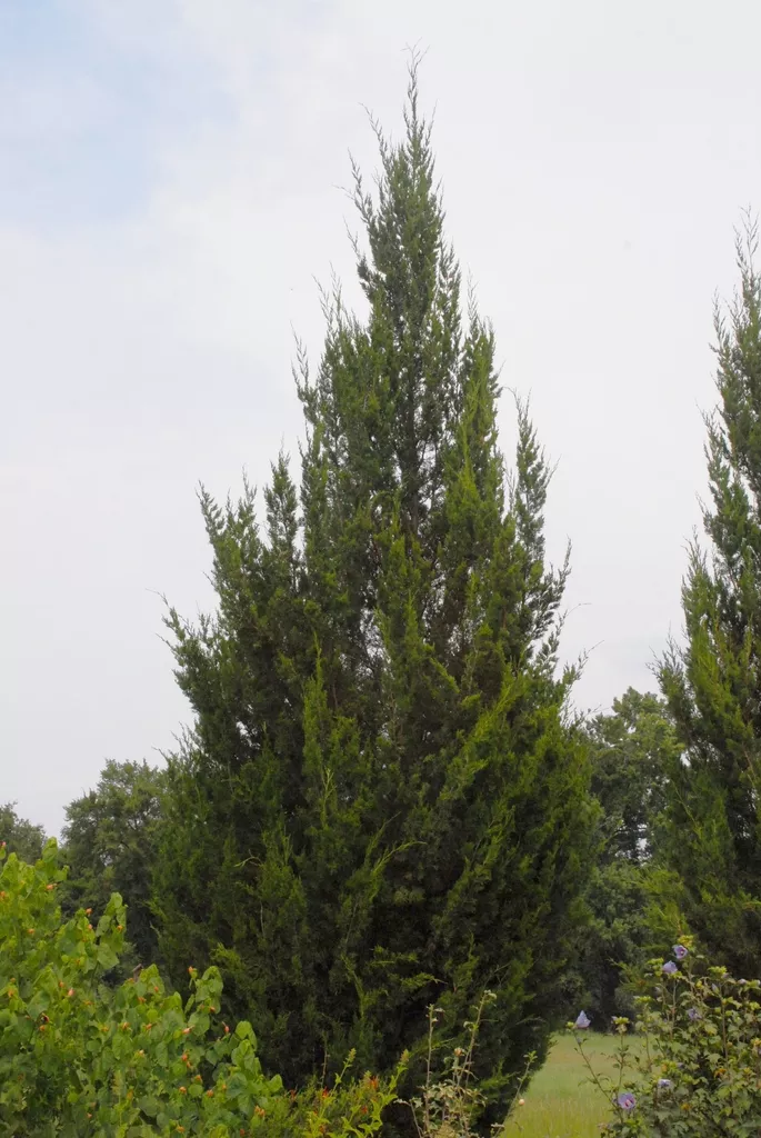 Evergreen tree outdoors